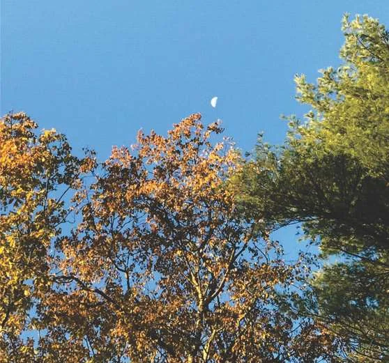 Autumn treetops in gold and green beneath a half moon in a clear blue sky