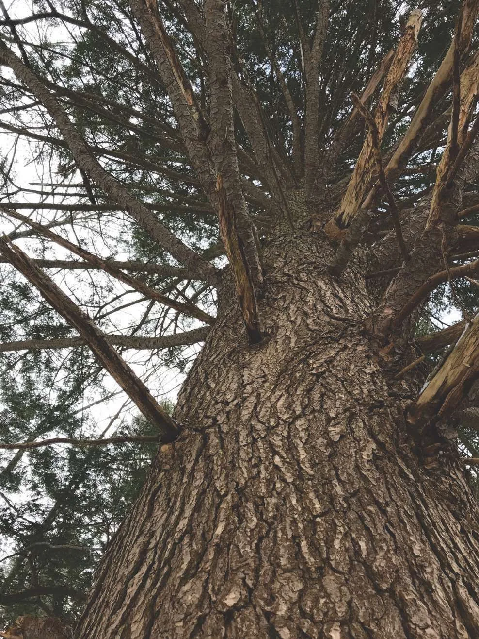 Looking straight up the furrowed trunk of an Eastern Hemlock into its spreading branches