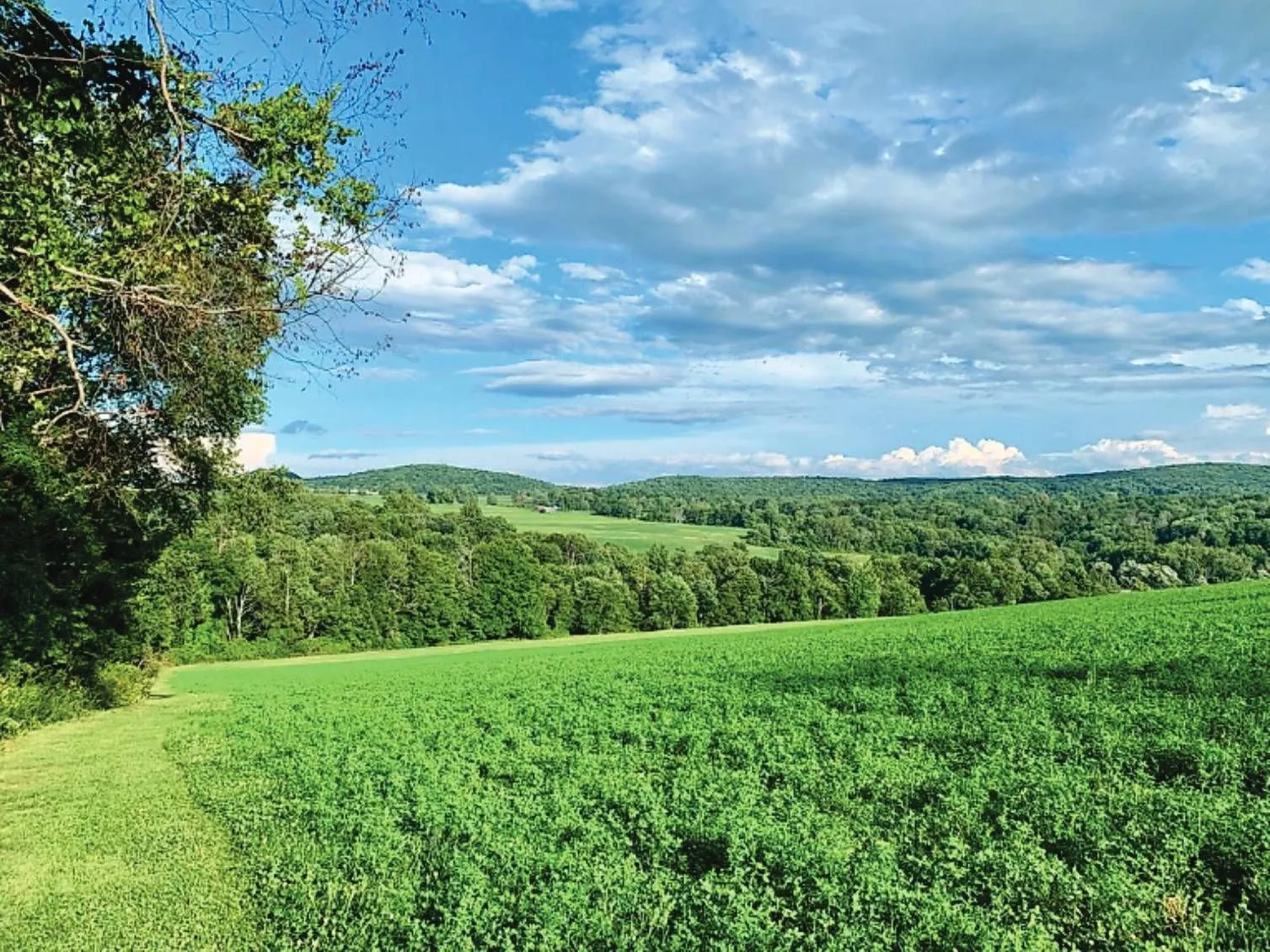 Green hayfield rolling toward wooded hills under a blue sky