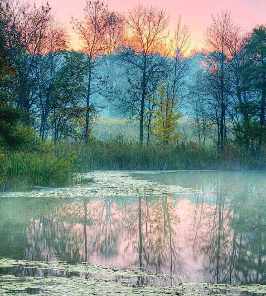 Misty pond reflecting bare trees under a pink sunrise sky